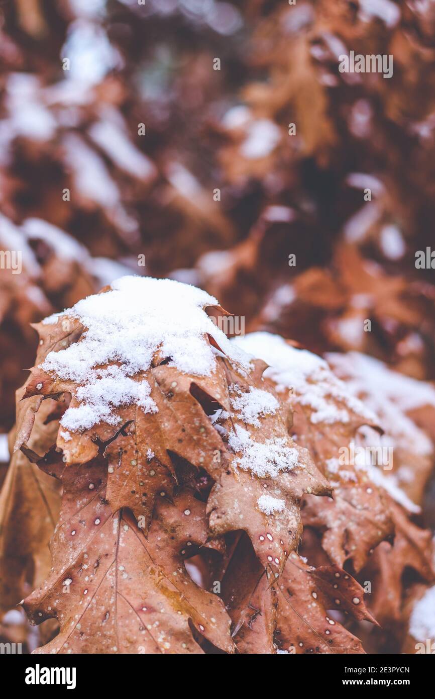 Braun bedeckt mit Schnee scharlachrote Eichenbaumblätter im Winter Stockfoto