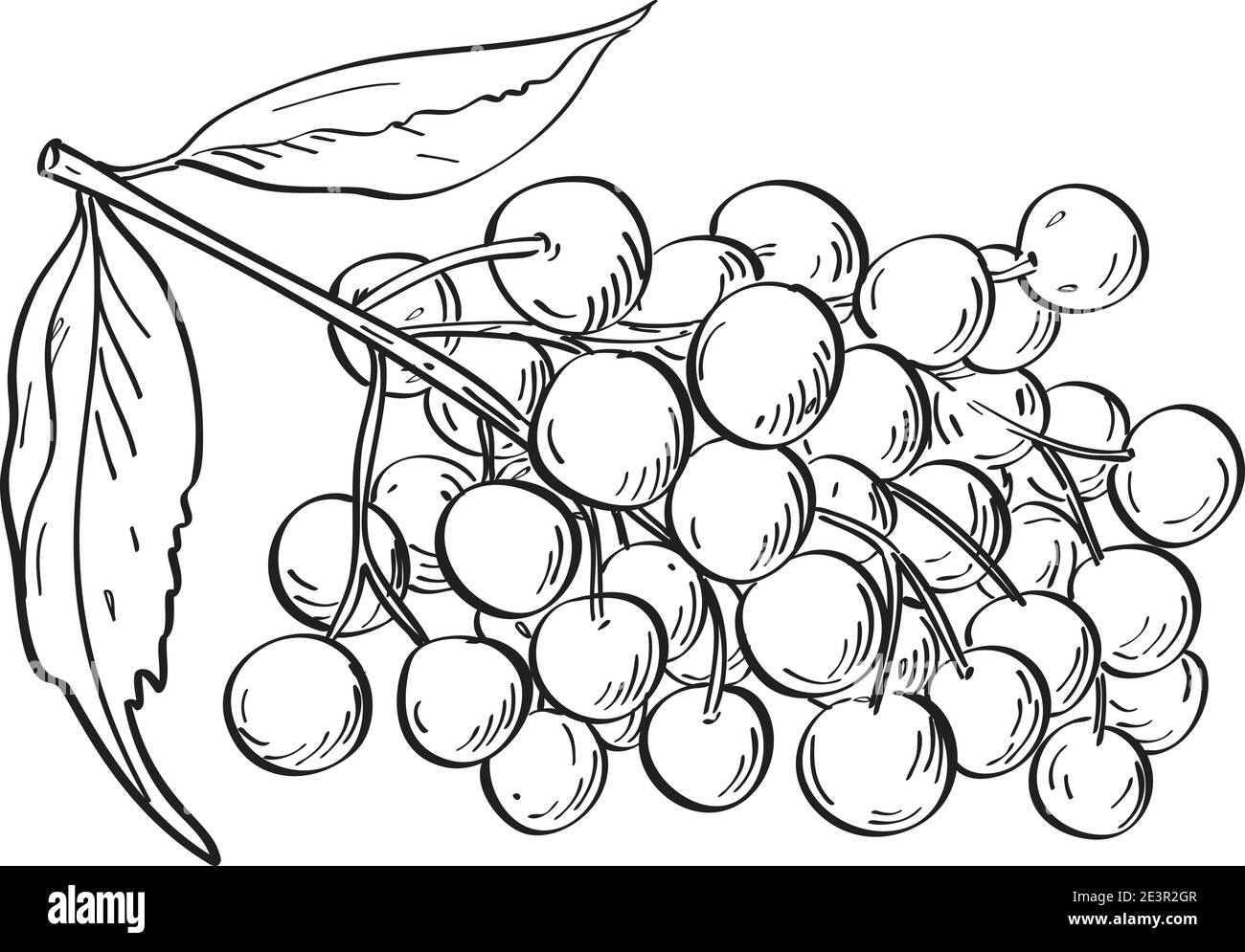 Linie Kunst Zeichnung Illustration der Frucht von Holunder, Holunder oder Sambucus, eine Gattung von blühenden Pflanzen in der Familie Adoxaceae in Monoline Tattoo getan Stock Vektor