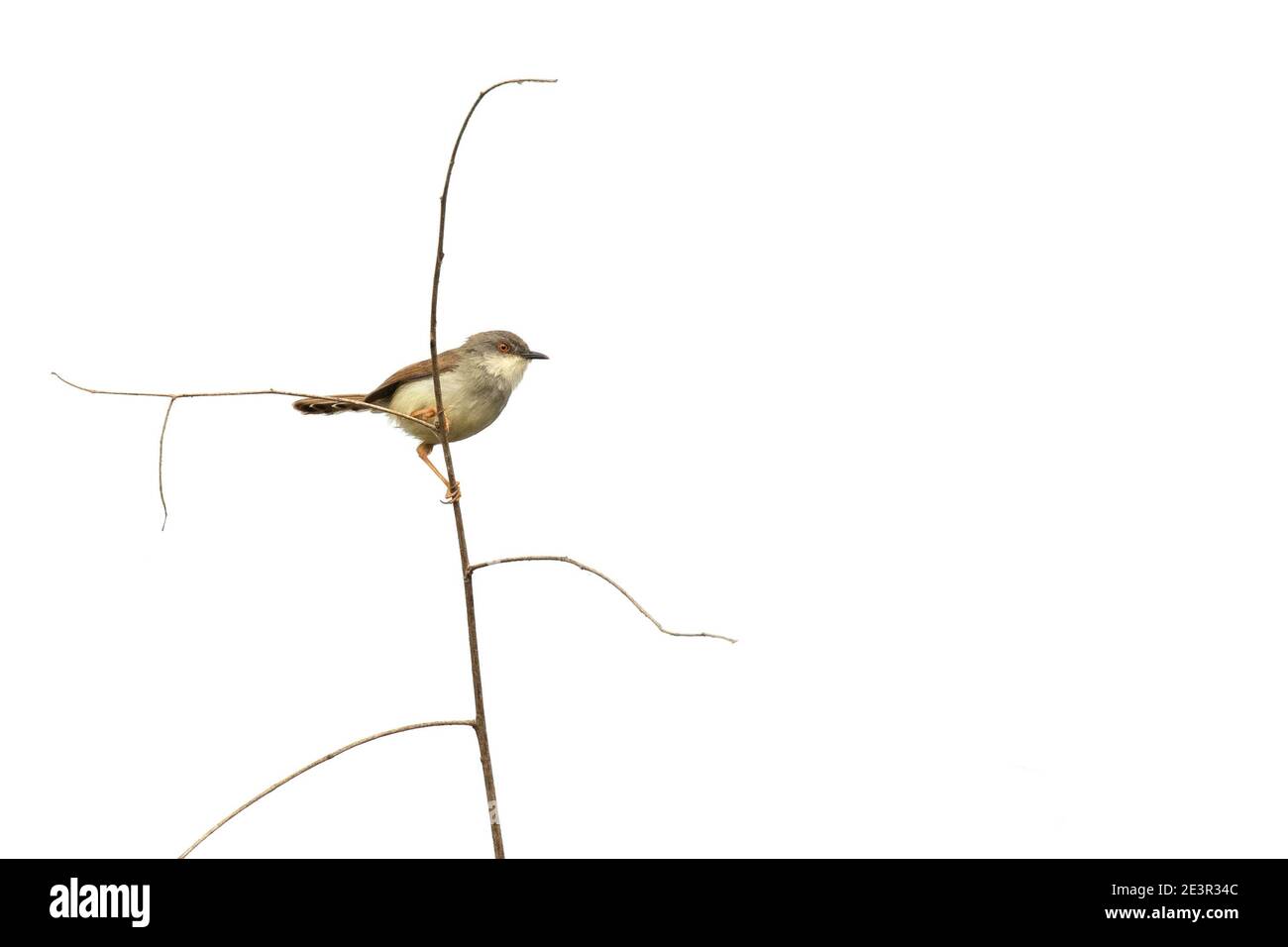 Bild von Insektenfressenden Vögeln (Timaliidae) auf Naturhintergrund. Tier. Vögel. Stockfoto