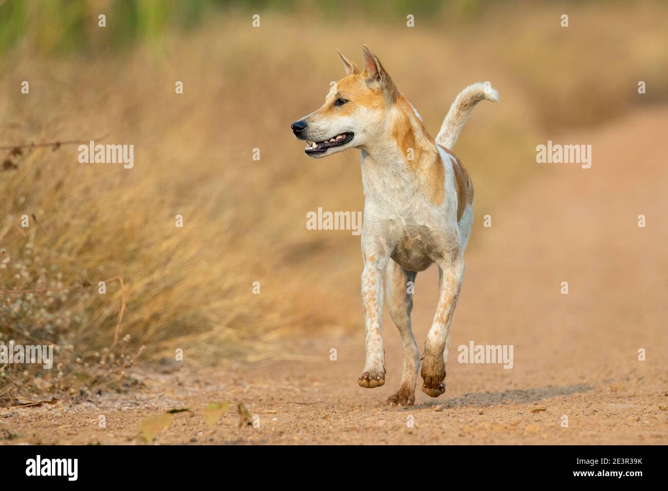 Bild von Braun und weiß gestreiften Hund auf Natur Hintergrund. Tier. Haustier. Stockfoto