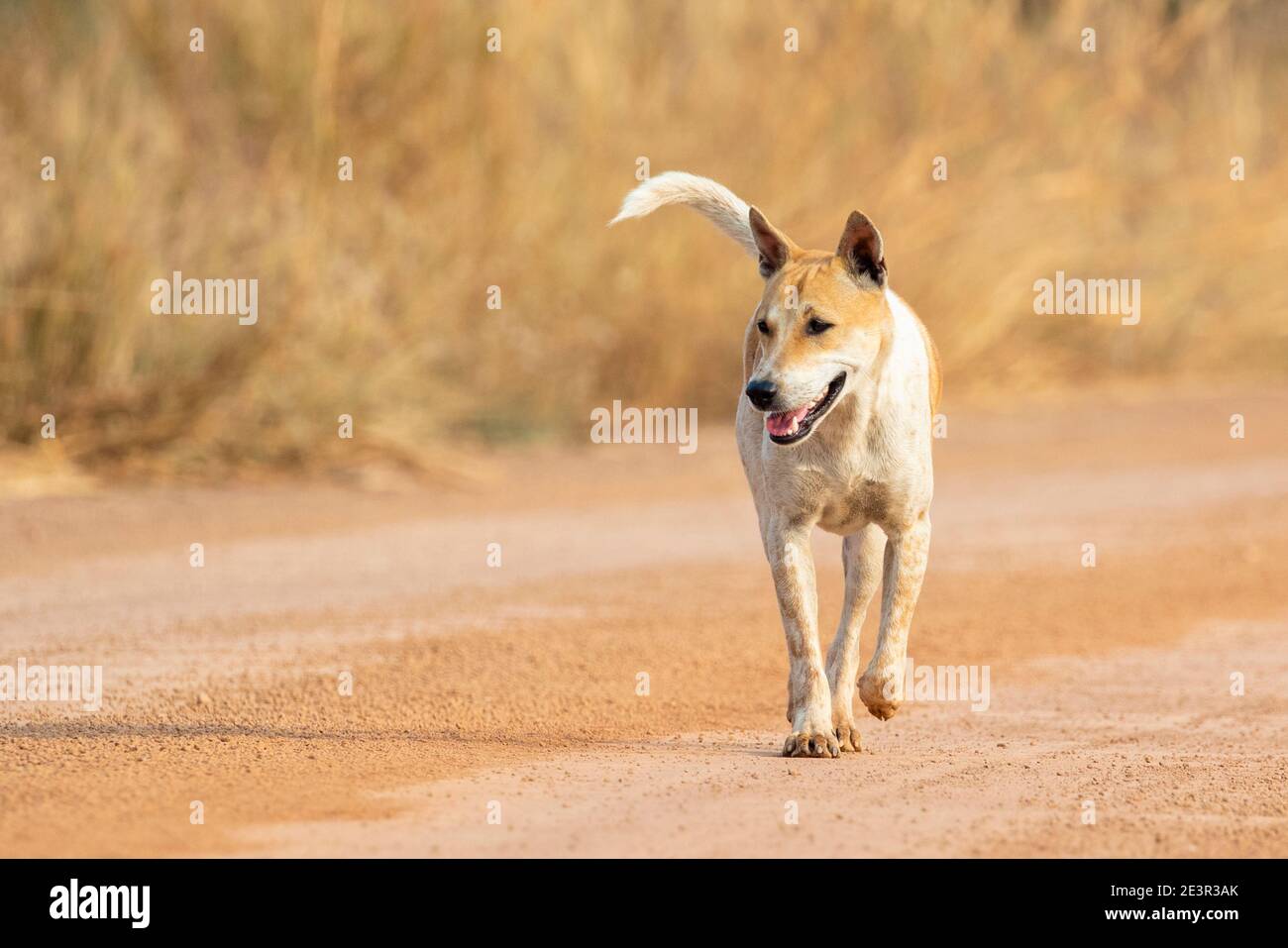 Bild von Braun und weiß gestreiften Hund auf Natur Hintergrund. Tier. Haustier. Stockfoto