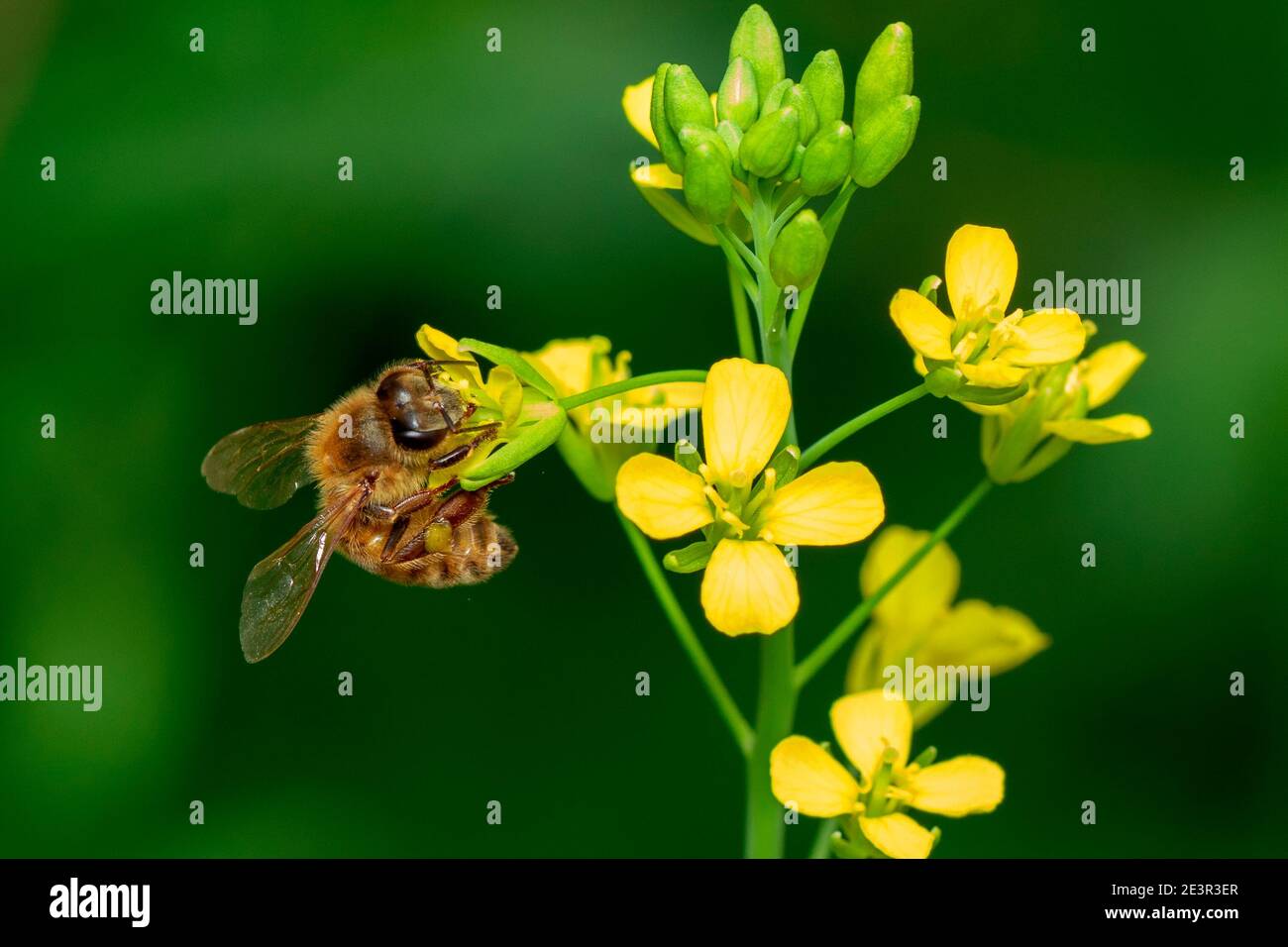Bild von Biene oder Honigbiene auf Blume sammelt Nektar. Goldene Honigbiene auf Blütenpollen mit Raum verschwommen Hintergrund für Text. Insekt. Tier. Stockfoto