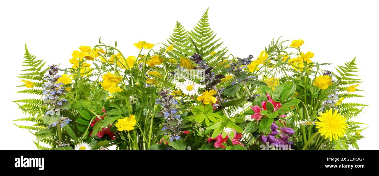 Wilde Wiesenblumen Panorama-Isoladet auf weißem Hintergrund Stockfoto