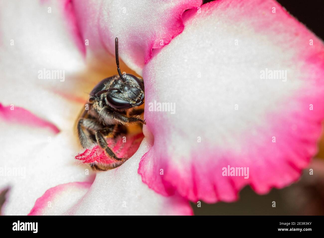 Bild von schwarzer Wespe auf Blume auf Naturhintergrund. Insekt. Tier. Stockfoto
