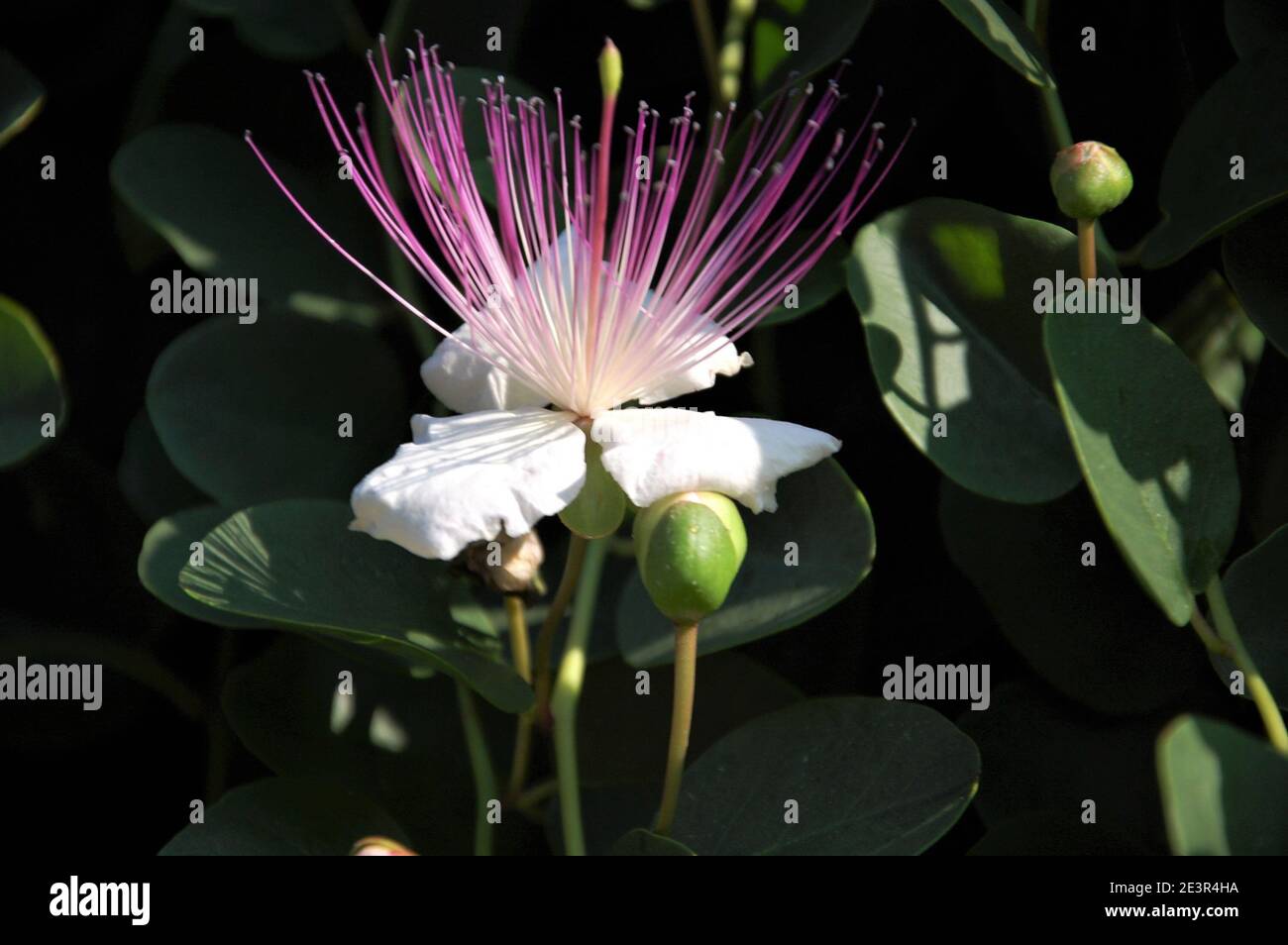 Kapern weiß und violett Blume auf Busch mit Früchten und Knospen und Blätter in einem italienischen Garten aus nächster Nähe Stockfoto