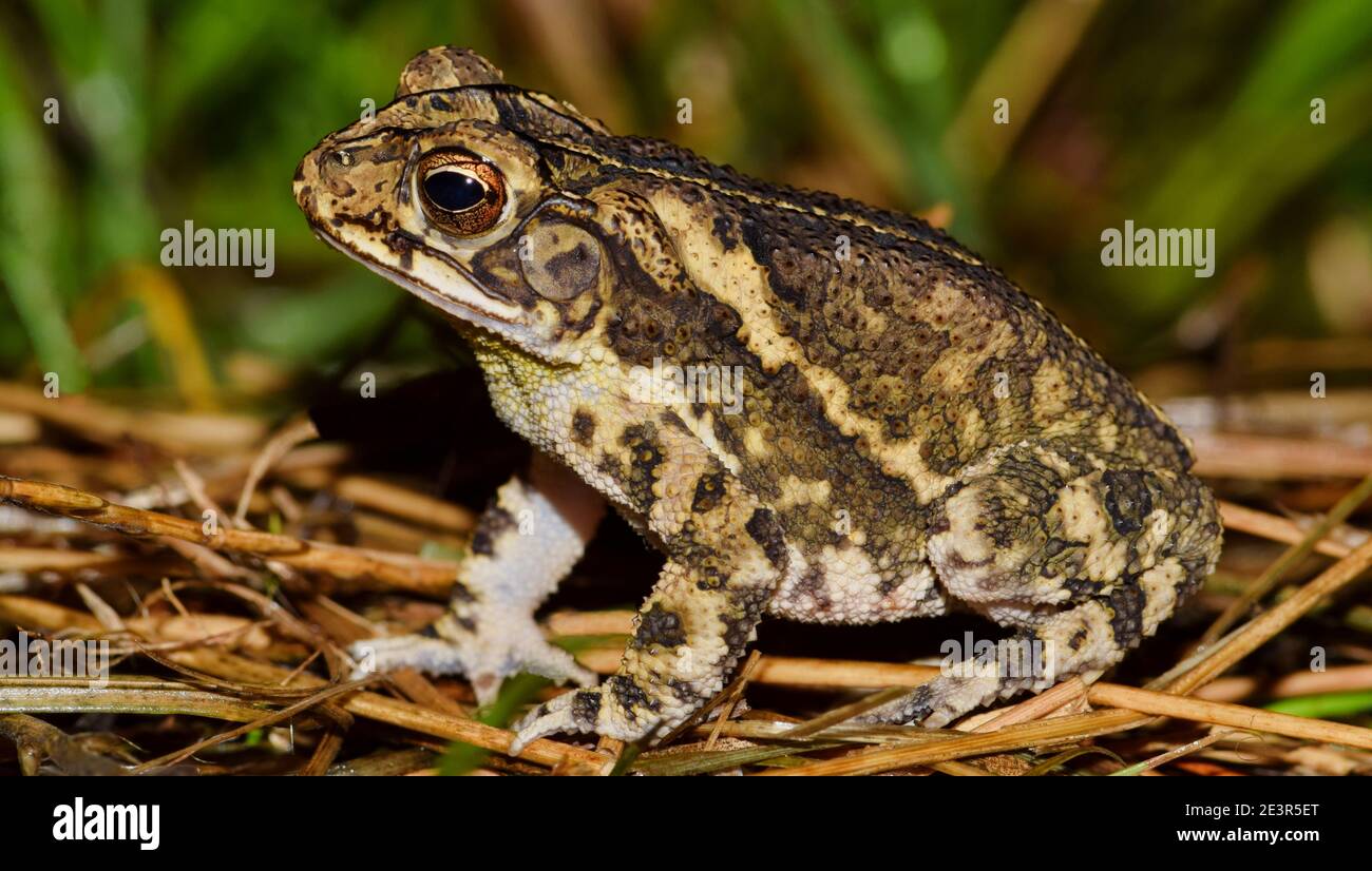 Gulf Coast Kröte (Incilius valliceps) sitzen auf getrocknetem Gras, Seitenansicht. Gemeinsam mit den südlichen Feuchtteilen der USA. Stockfoto