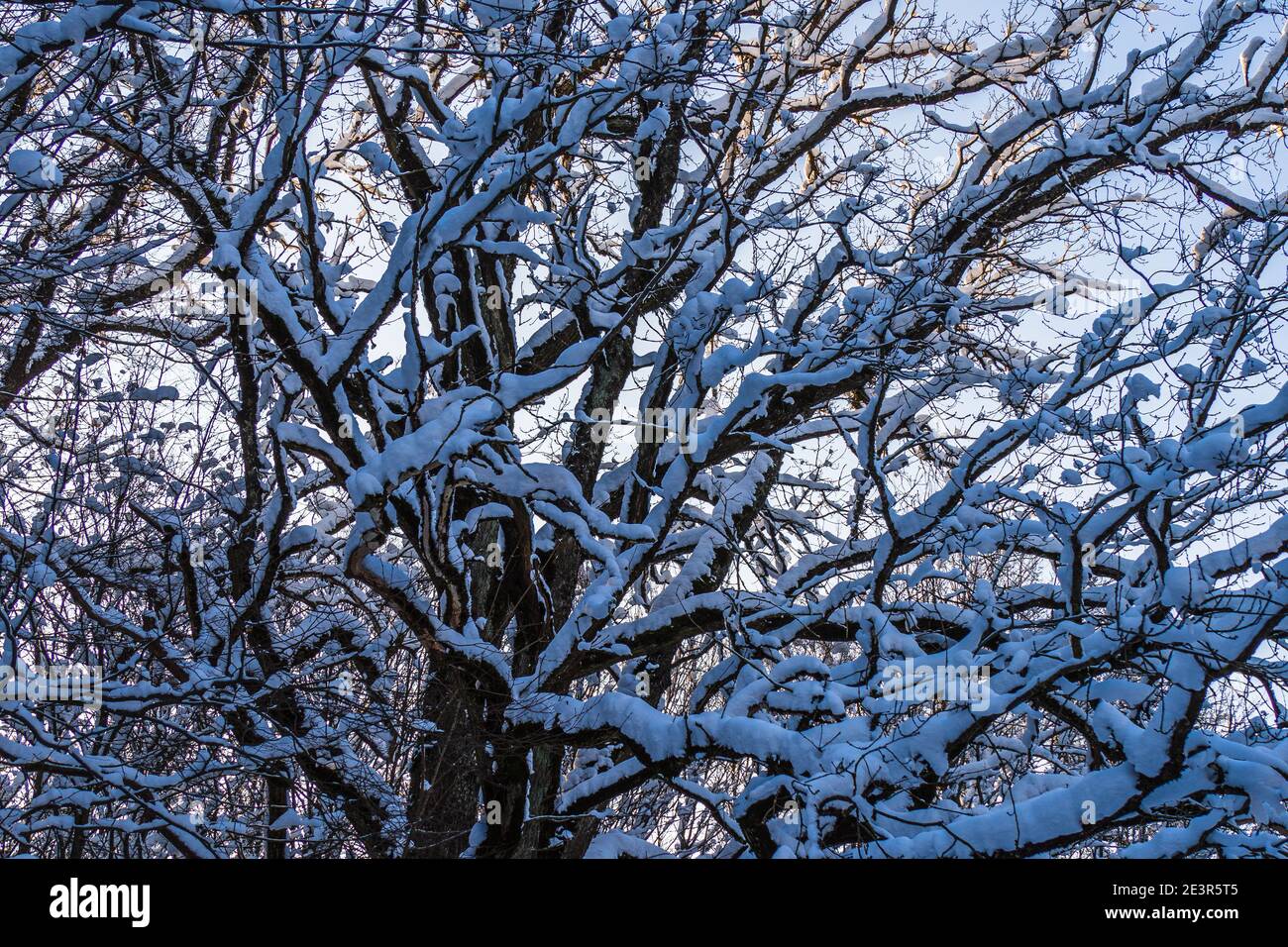 Weißer Schnee und Rime, die Baumzweige bedecken Stockfoto