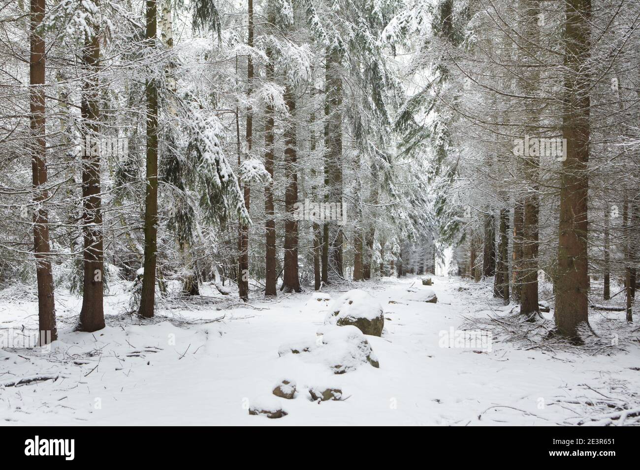 Kounov Steinreihen (Kounovské kamenné řady) im Winter im Wald auf dem Hügel Rovina neben dem Dorf Kounov in Mittelböhmen, Tschechische Republik. Der Zweck des einzigen prähistorischen megalithischen Komplexes in Mitteleuropa bleibt unbekannt. Die Steinreihen könnten als eine alte Sternwarte, ein heiliges Feld oder einen Kalender gedient haben. Manche bezeichnen das Denkmal als die geheimnisvollsten Orte in der Tschechischen Republik. Stockfoto