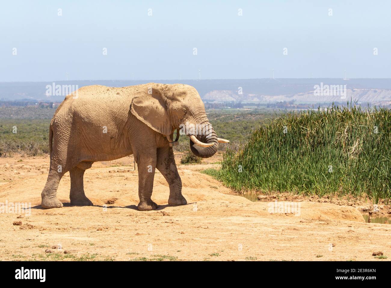 African Elephant (Loxodonta africana) Stier trägt einen Funkkragen am Hapoor Dam, Addo Elephant National Park, Eastern Cape, Südafrika Stockfoto