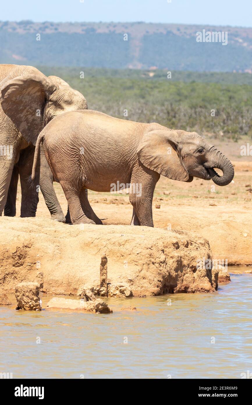 African Elephant (Loxodonta africana) matriach und Kalb trinken in Hapoor Damm, Addo Elephant National Park, Eastern Cape, Südafrika Stockfoto