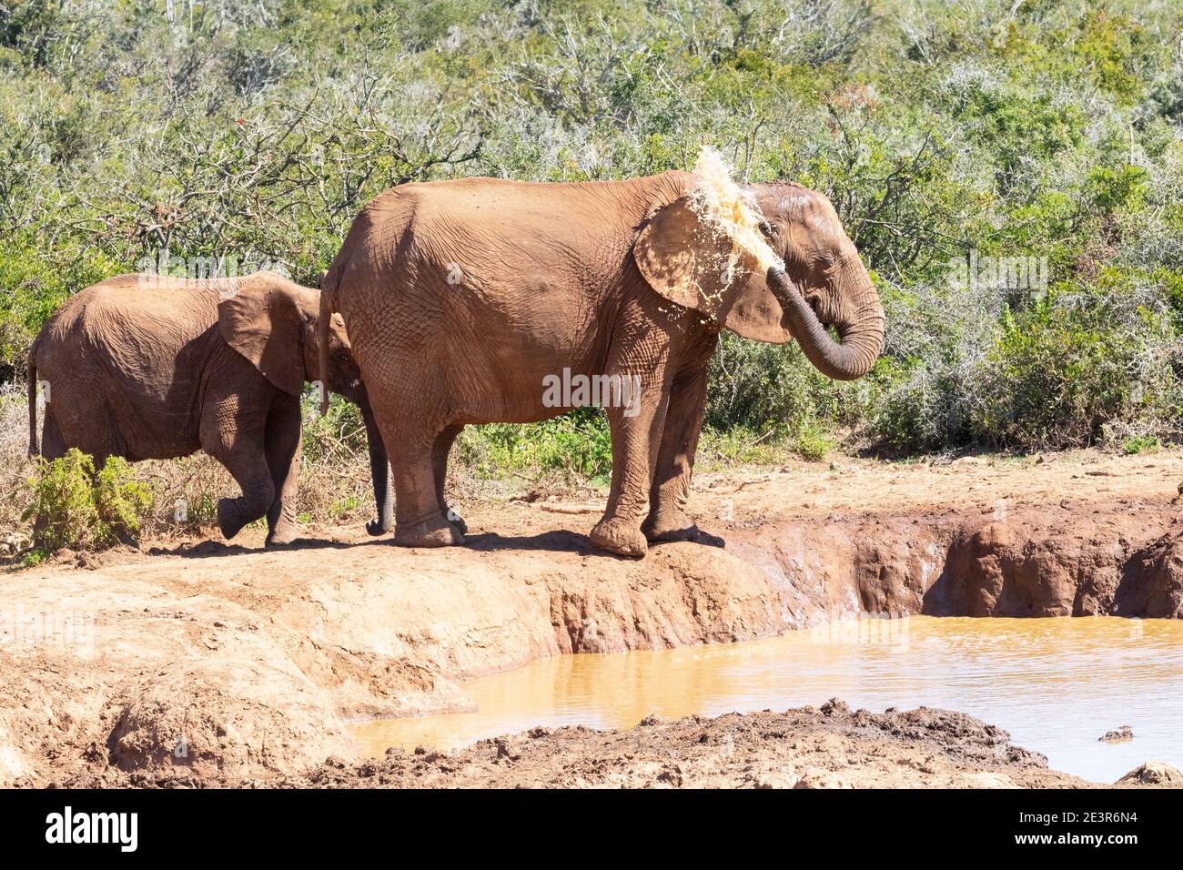 Afrikanischer Elefant (Loxodonta africana) Abkühlung an einem Wasserloch, das Wasser spritzt, Addo Elephant National Park, Eastern Cape, Südafrika Stockfoto