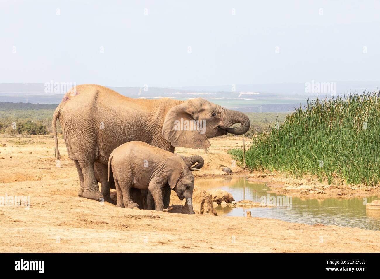 African Elephant (Loxodonta africana) Kuh und zwei Kälber trinken am Hapoor Dam, Addo Elephant National Park, Eastern Cape, Südafrika mit Leopard Stockfoto