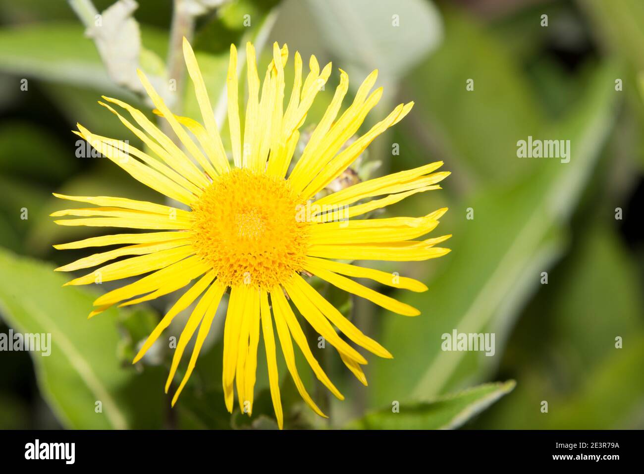 Echter Alant (Inula Helenium) Stockfoto
