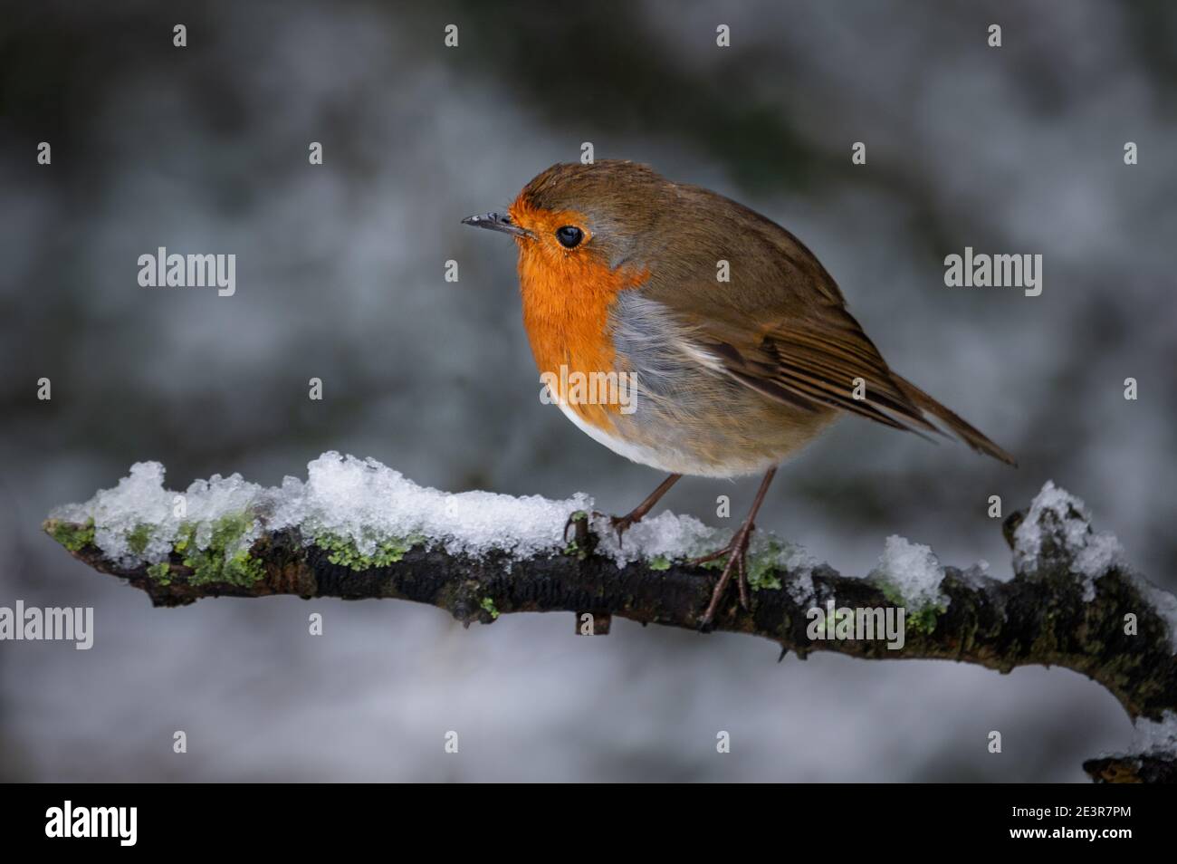 Robin auf einem verschneiten Ast Stockfoto