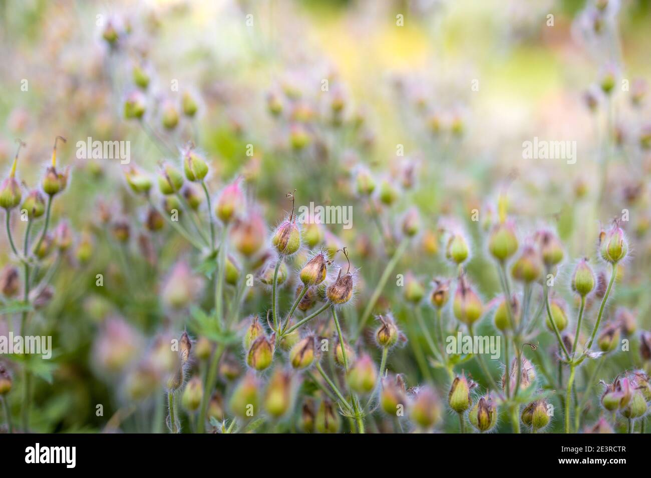 Viele rosa Wiese wilden Blumen im Sommer sonnigen Feld in Sonnenaufgang am Morgen Stockfoto