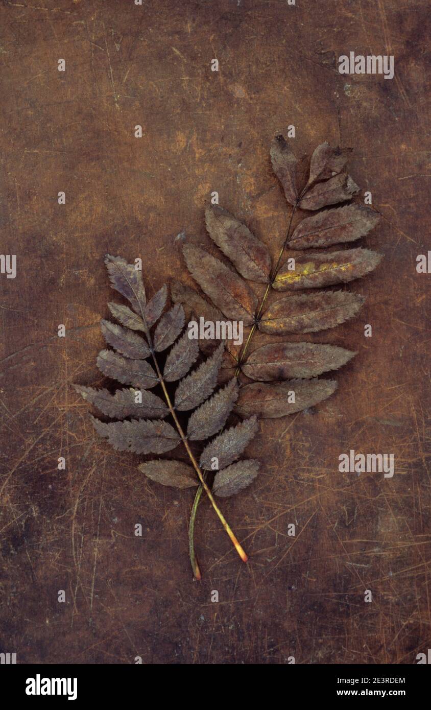 Zwei dunkelbraune Blätter von Rowan oder Bergasche oder Sorbus aucuparia Baum liegt auf gerufftem Leder mit fehlenden Flugblättern Stockfoto