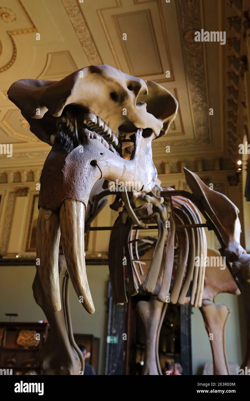 Wien, Österreich - 24. April 2019: Ausstellungen und Ausstellungen prähistorischer Tiere im Naturhistorischen Museum, Wien. Stockfoto