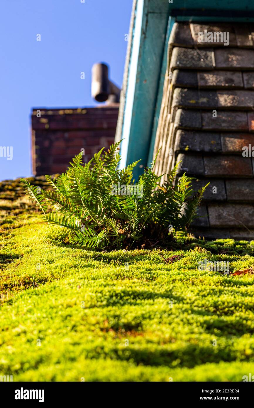 Dach, Moos, Dachziegel, Haus, Ton, Gebäude außen, Moos, Dach, abstrakt, Unfälle und Katastrophen, Herbst, Hintergründe, Schönheit in der Natur, Brig Stockfoto