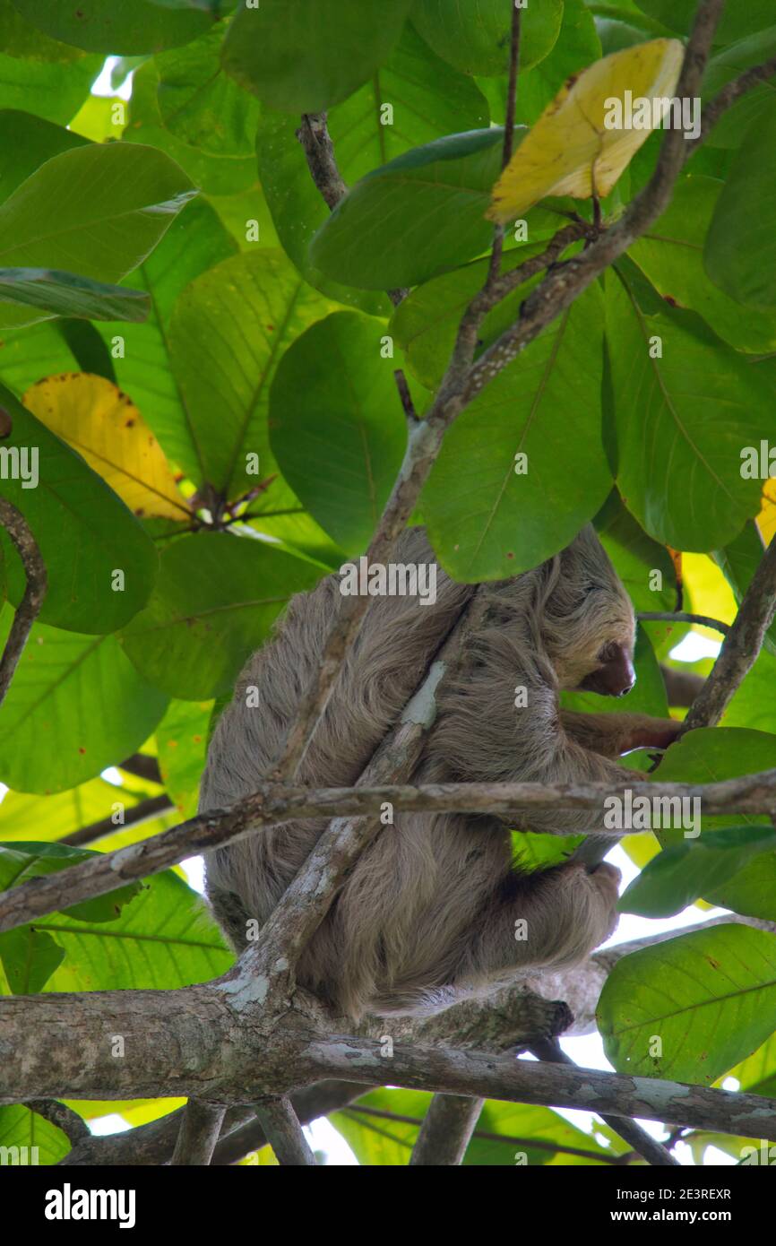 Faultier Klettern auf einem Baum in costa rica Stockfoto