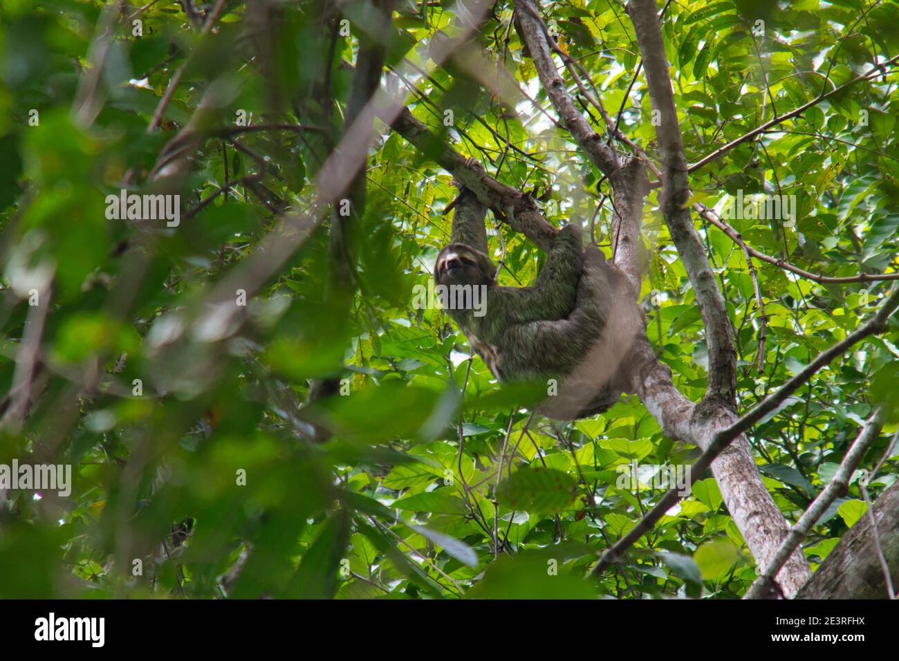 Faultier Klettern auf einem Baum in costa rica Stockfoto