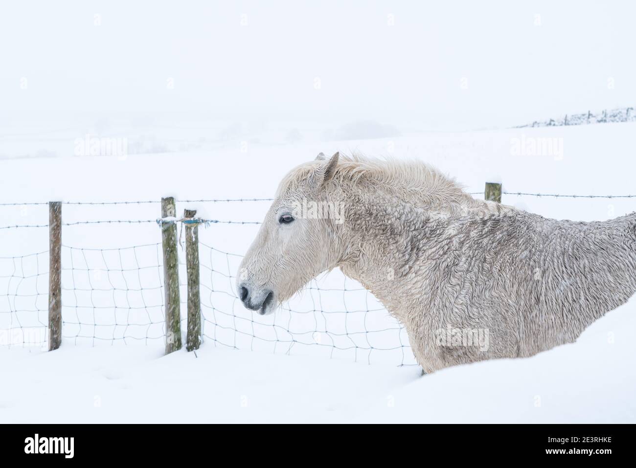 Ein weißes Pferd versteckt sich hinter einer Mauer, während ein Schneesturm die verschneite Landschaft am Ufer des Yeadon an einem bitterkalten Wintertag umhüllt. Stockfoto