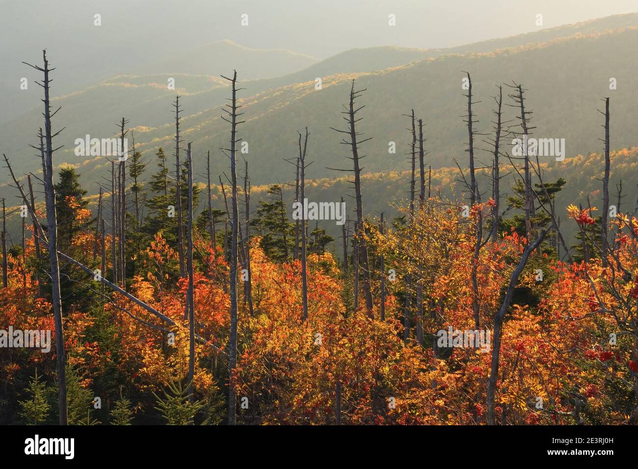 Herbstfarben in den Great Smoky Mountains, vom Clingmans Dome, TN, USA tote Fraser Fir Bäume, im Vordergrund tote Fraser Fir (Abies fraseri) im Vordergrund Stockfoto