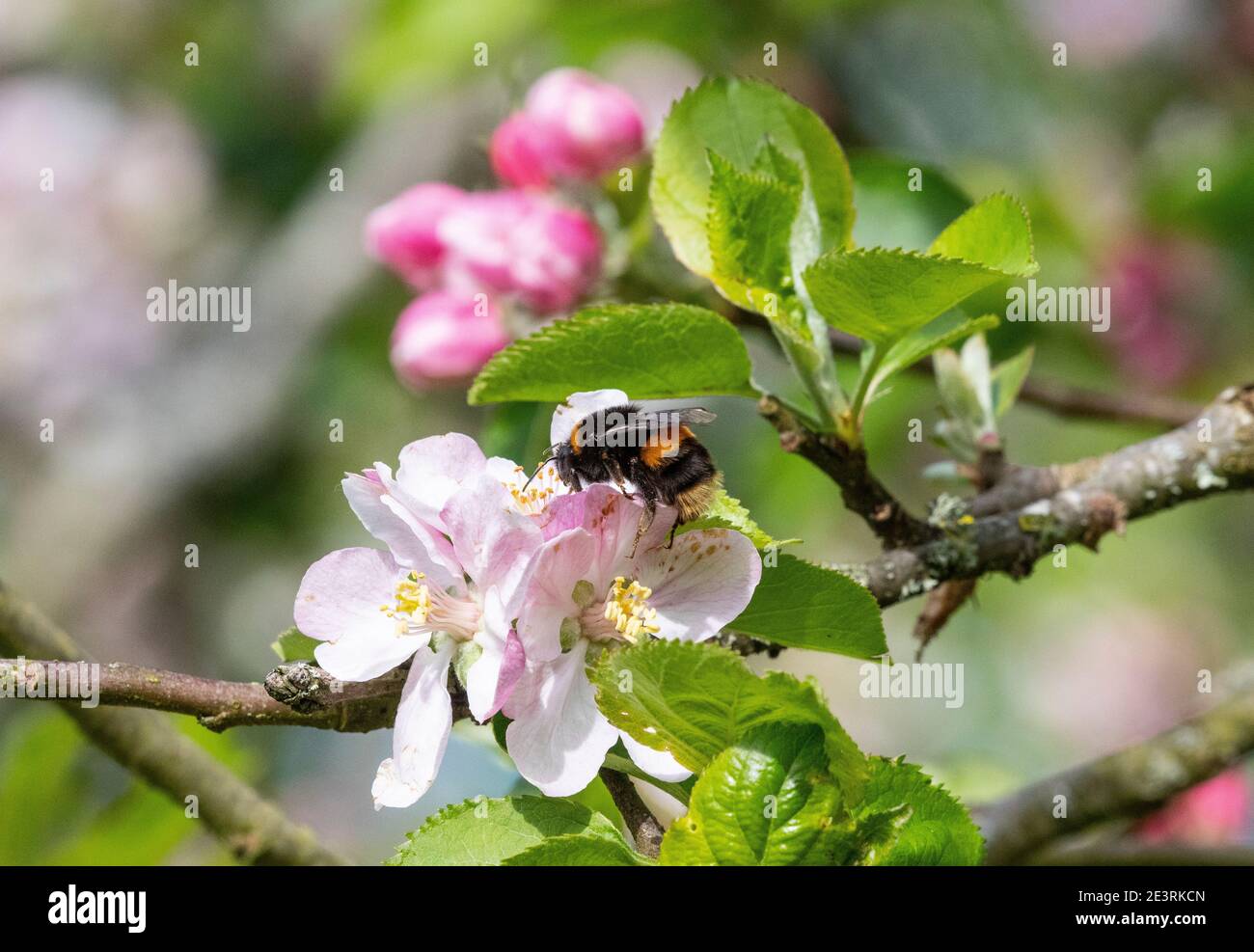 Bombus terrestris Stockfoto