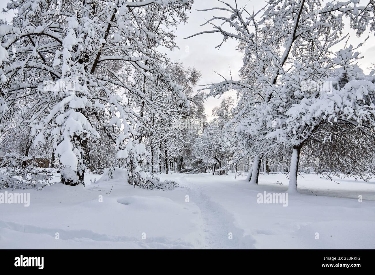 Winter Park im Schnee. Schöne Winterbäume Äste mit viel Schnee. Schneebedeckte Bäume Stockfoto