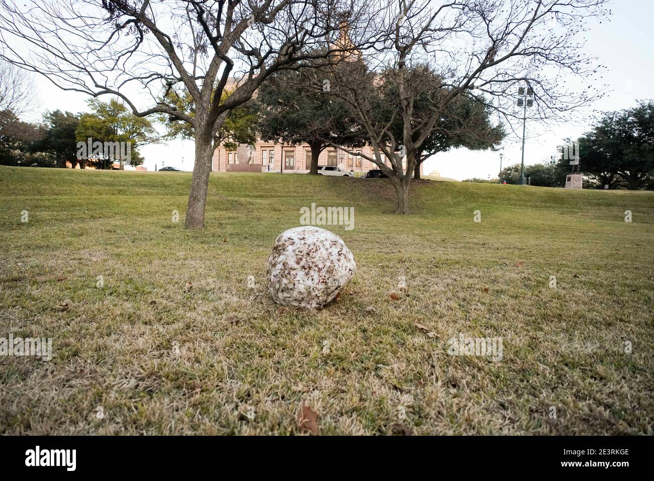 Austin, TX, USA 11. Januar 2021: Am Tag nach einem freak Schneesturm kurz vor der 87. Legislaturperiode 2021 schmilzt auf dem Westrasen im Texas Capitol langsam ein seltener Schneeball. Der zwei Meter dicke Schneeball wurde wahrscheinlich von einem Touristen gemacht, der Anfang der Woche bei einem seltenen Schneereignis in Austin schwelte. ©Bob Daemmrich Stockfoto