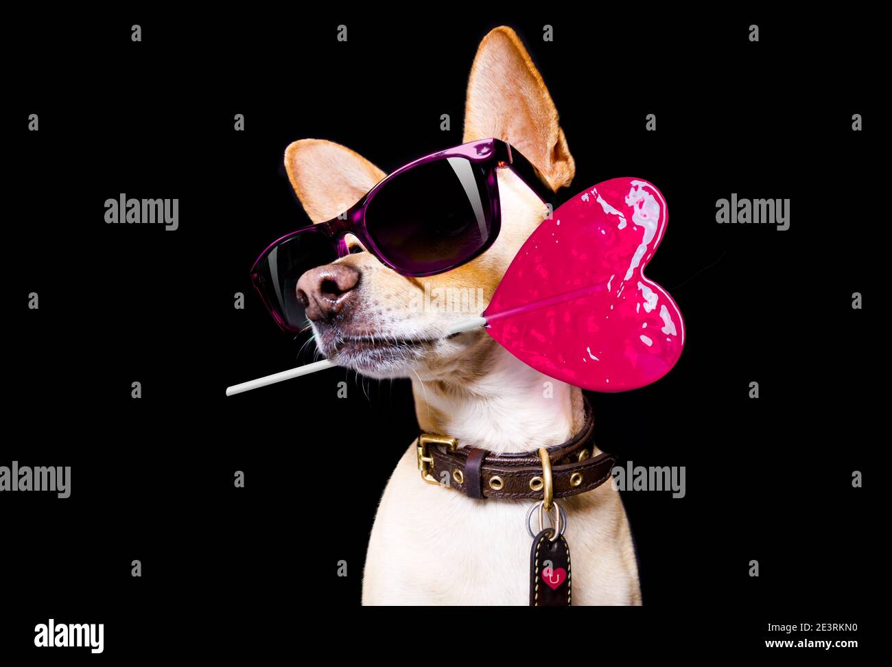 Cool trendige Posing chihuahua Hund mit Sonnenbrille sieht aus wie ein Modell, auf schwarzem Hintergrund Stockfoto