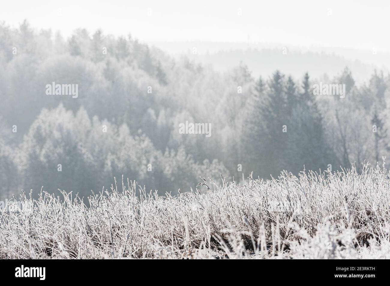 Frostige Winterwaldlandschaft, Schweden. Stockfoto