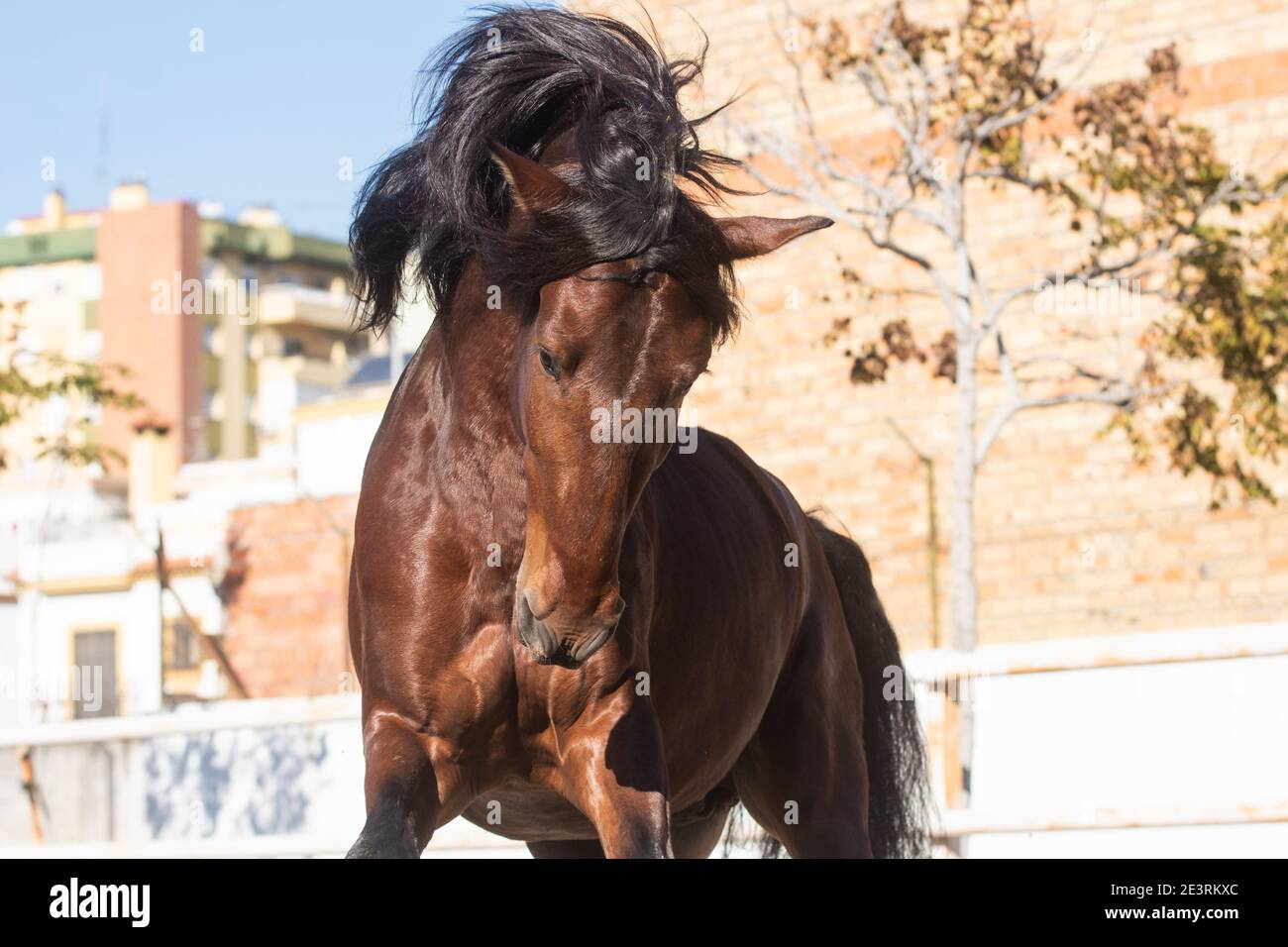 Gesicht Porträt eines jungen Kastanie Lusitano Pferd mit seiner Mähne blasen Stockfoto