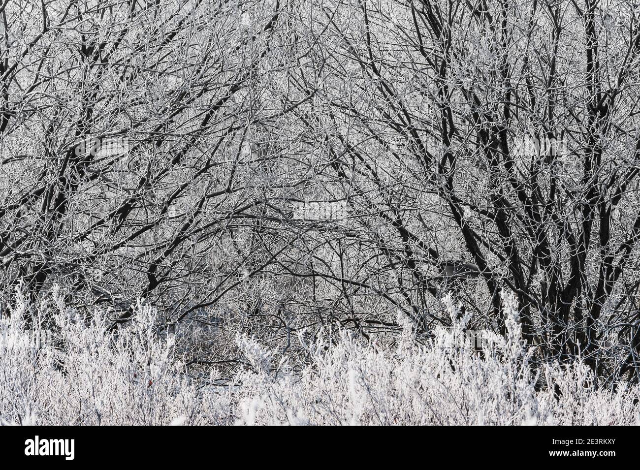 Frostiges Gras vor Bäumen, Schweden Stockfoto