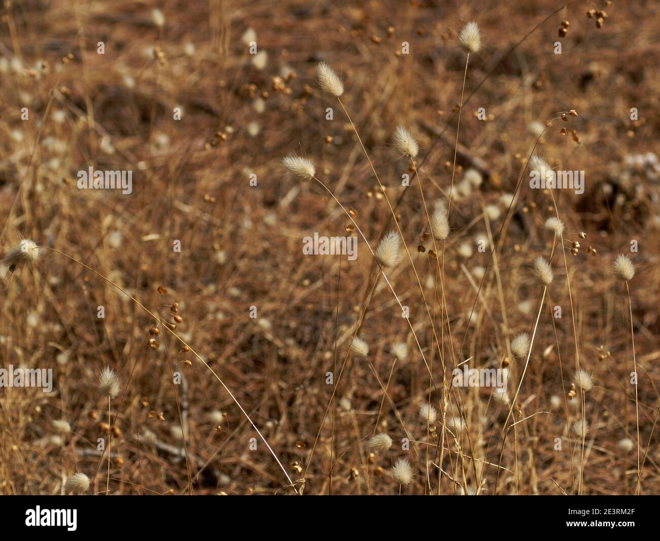 Kräuter und Dorn in Laguna di Orbetello. Lagurus ovatus Hase Schwanz Gras Wald. Die WWF Oase von Orbetello. Stockfoto