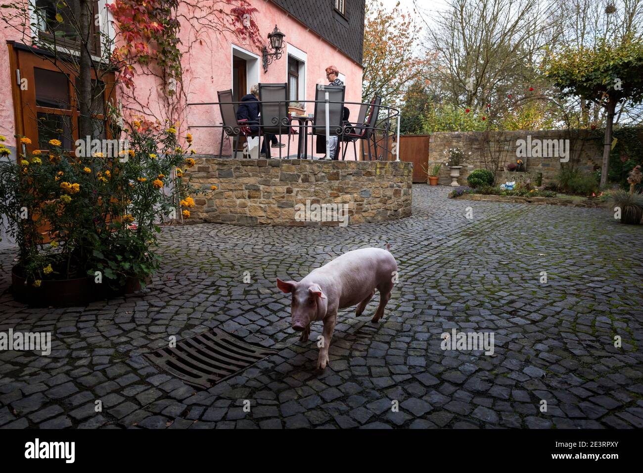 Schwein läuft frei im Hof vom Seniorenheim am Eifelhof in Marienrachdorf in Rheinland-Pfalz, wo die Senioren auch mit den Tieren in Kontakt kommen oder selbst am Hof arbeiten können. Stockfoto