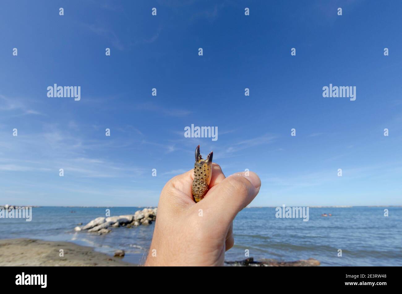 Nahaufnahme einer Hand, die eine Krabbe im Inneren hält, und einer Klaue ragt heraus Stockfoto