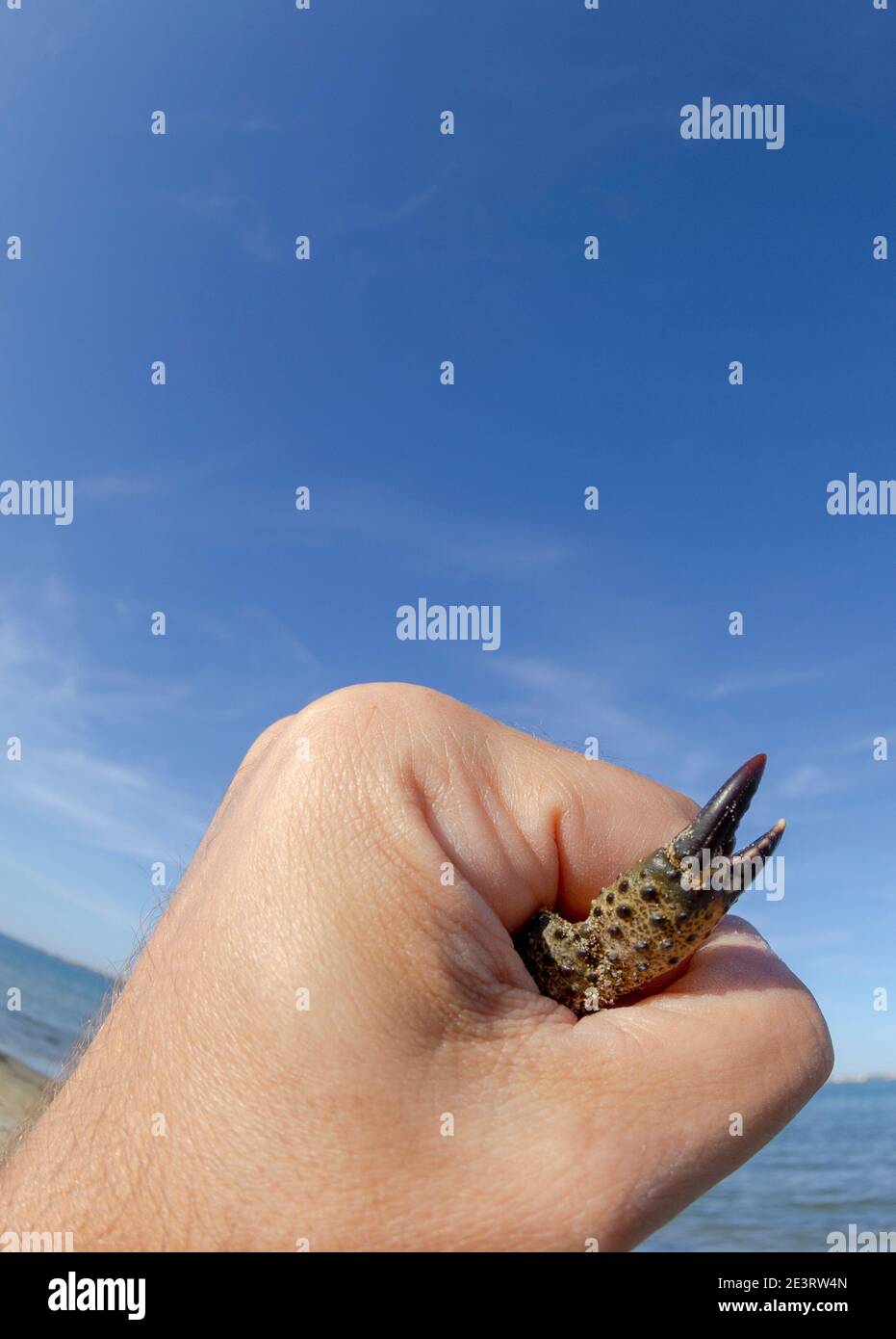 Nahaufnahme einer Hand, die eine Krabbe im Inneren hält, und einer Klaue ragt heraus Stockfoto