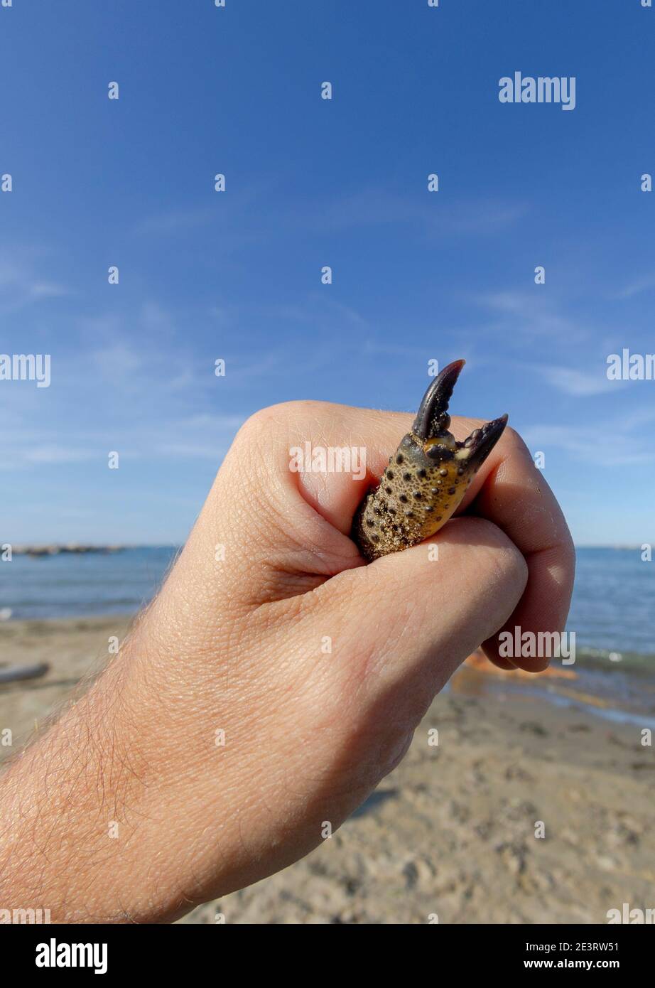 Nahaufnahme einer Hand, die eine Krabbe im Inneren hält, und einer Klaue ragt heraus Stockfoto