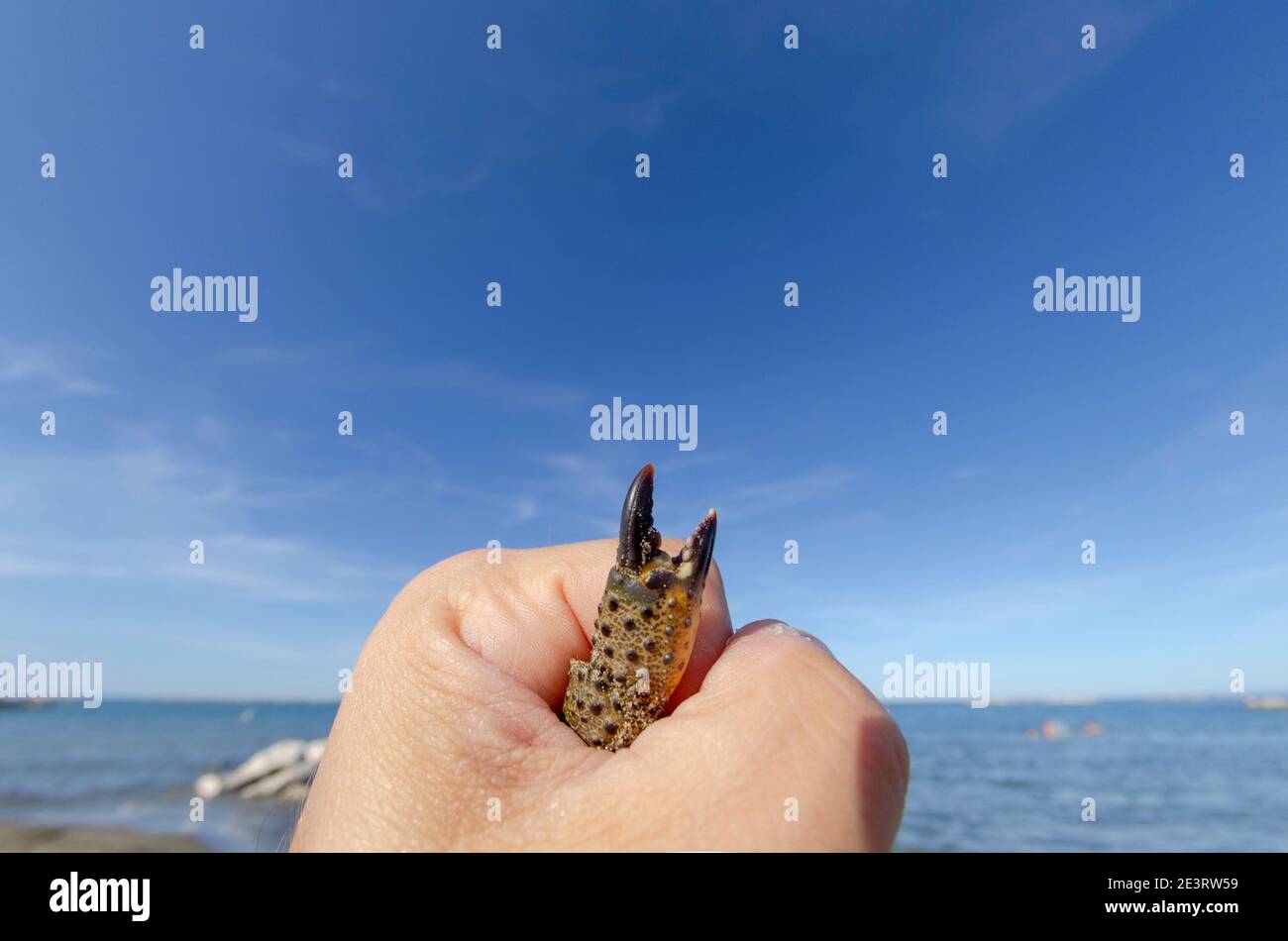 Nahaufnahme einer Hand, die eine Krabbe im Inneren hält, und einer Klaue ragt heraus Stockfoto