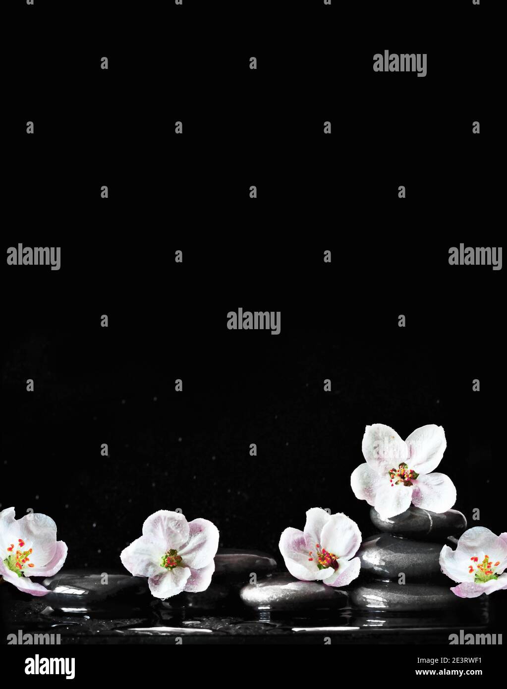 Spa Steine und weiße Blumen auf schwarzem Hintergrund mit Wasser. Spa-Konzept. Stockfoto