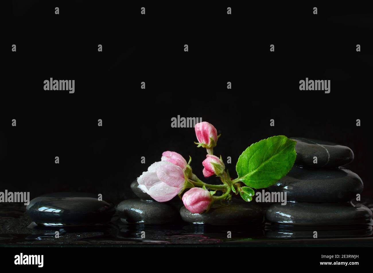 Spa Steine und rosa Blumen auf schwarzem Hintergrund mit Wasser. Spa-Konzept. Stockfoto