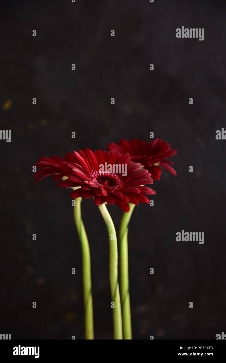Eine Blume einer schlanken, hohen Gerbera von roter Farbe auf schwarzem Hintergrund. Stockfoto