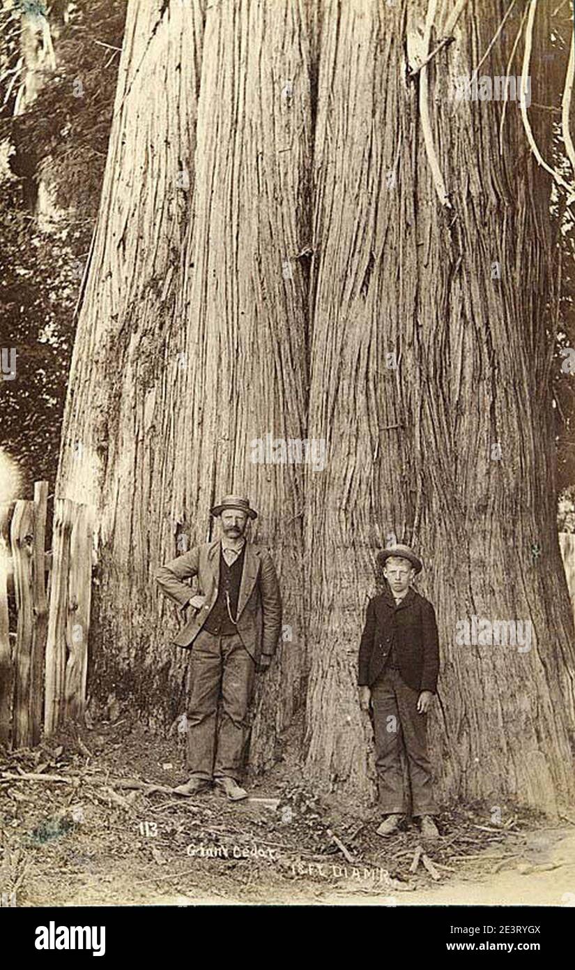 Mann und Junge stehen vor riesigen Rotzederbaum, 18 Fuß im Durchmesser, wahrscheinlich Washington State, ca 1891 Stockfoto