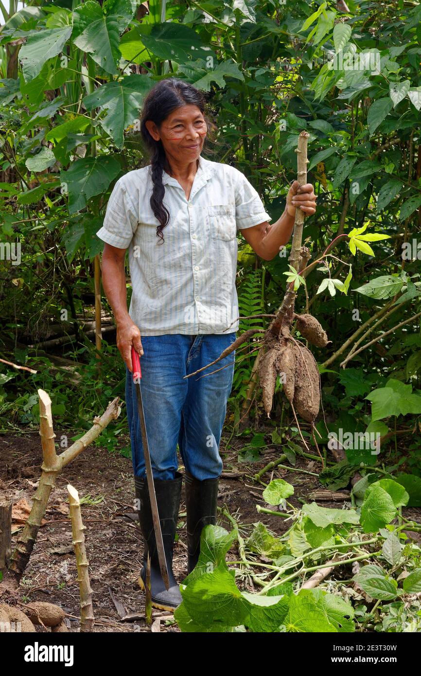 Indigene Frau hält Yucca Pflanzenwurzeln, ausgegraben, Lebensmittel,  Machete, Gummistiefel, Schweiß, Arbeit, native, Südamerika, Amazonas tropischen  Regenwald Stockfotografie - Alamy