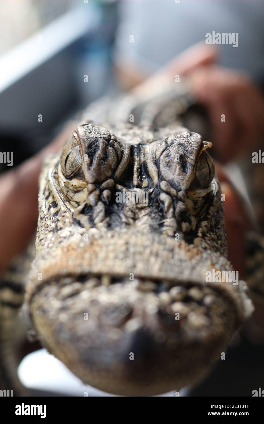 Nahaufnahme eines amerikanischen Alligators Stockfoto
