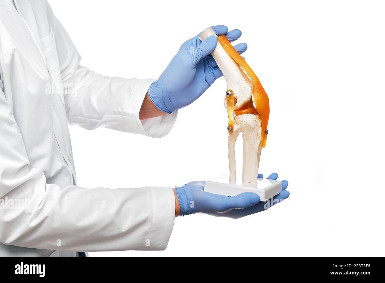 Der Arzt hält ein anatomisches Modell des menschlichen Kniegelenks in der Hand, Nahaufnahme. Isoliert auf weißem Hintergrund Stockfoto