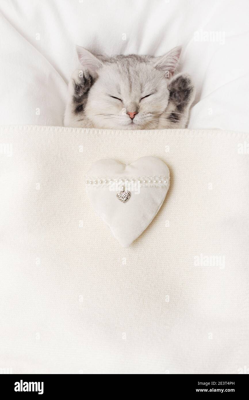 Ein süßes weißes britisches Kätzchen schläft unter einer weißen Strickdecke, mit einem weißen Stoffherz Stockfoto