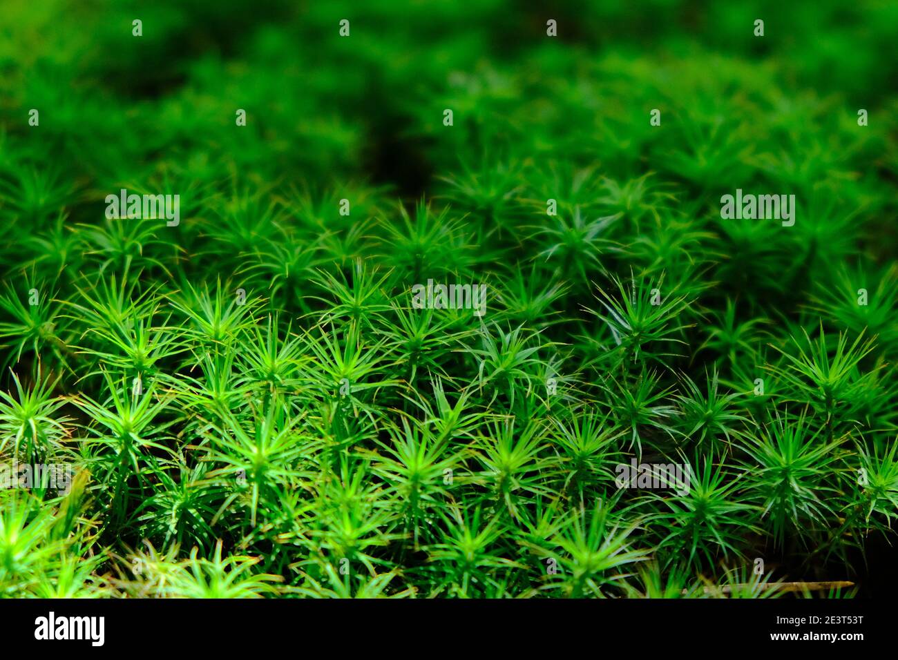 Nahaufnahme von sternförmigem grünem Moos (sagina subulata) Stockfoto