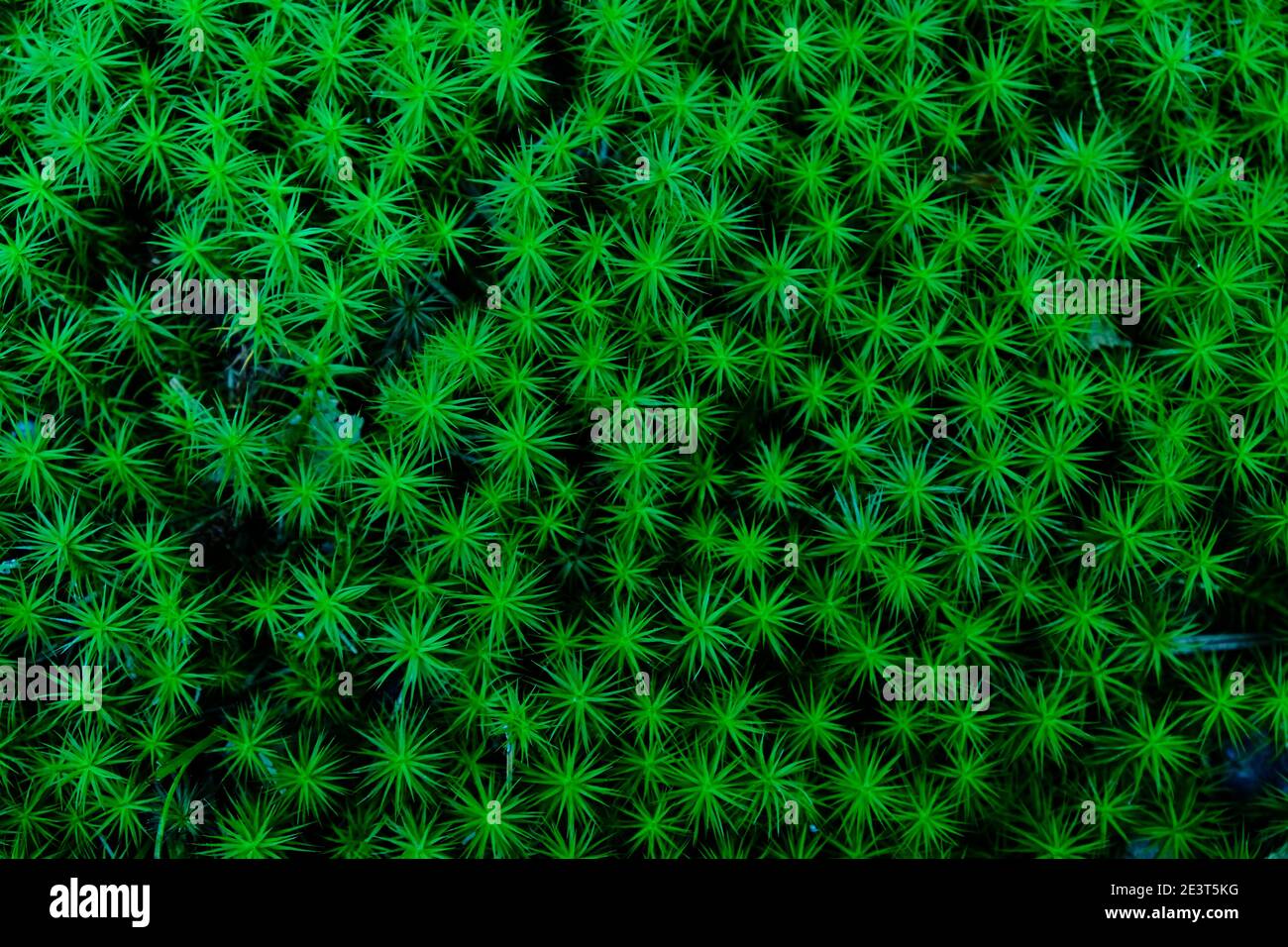 Draufsicht auf grünes sternförmiges Moos (sagina subulata) Stockfoto