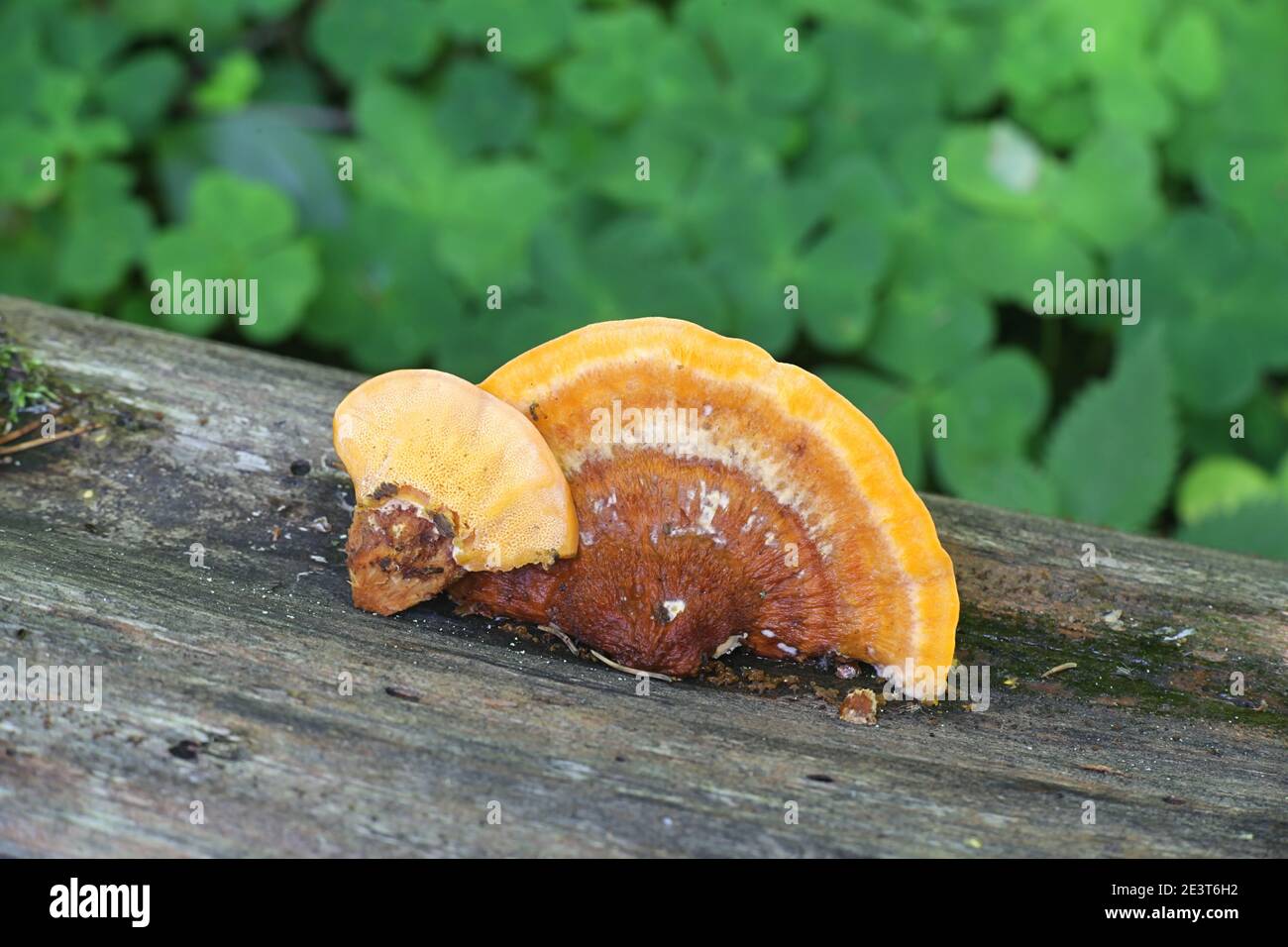 Pycnoporellus fulgens, ein orangefarbener Bracketpilz, der auf Birke in Finnland wächst, kein allgemeiner englischer Name Stockfoto